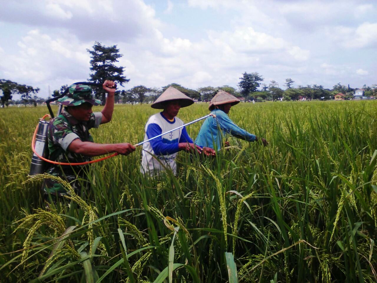 Babinsa Koramil 05 Mejobo Melaksanakan Penyemprotan Hama Padi